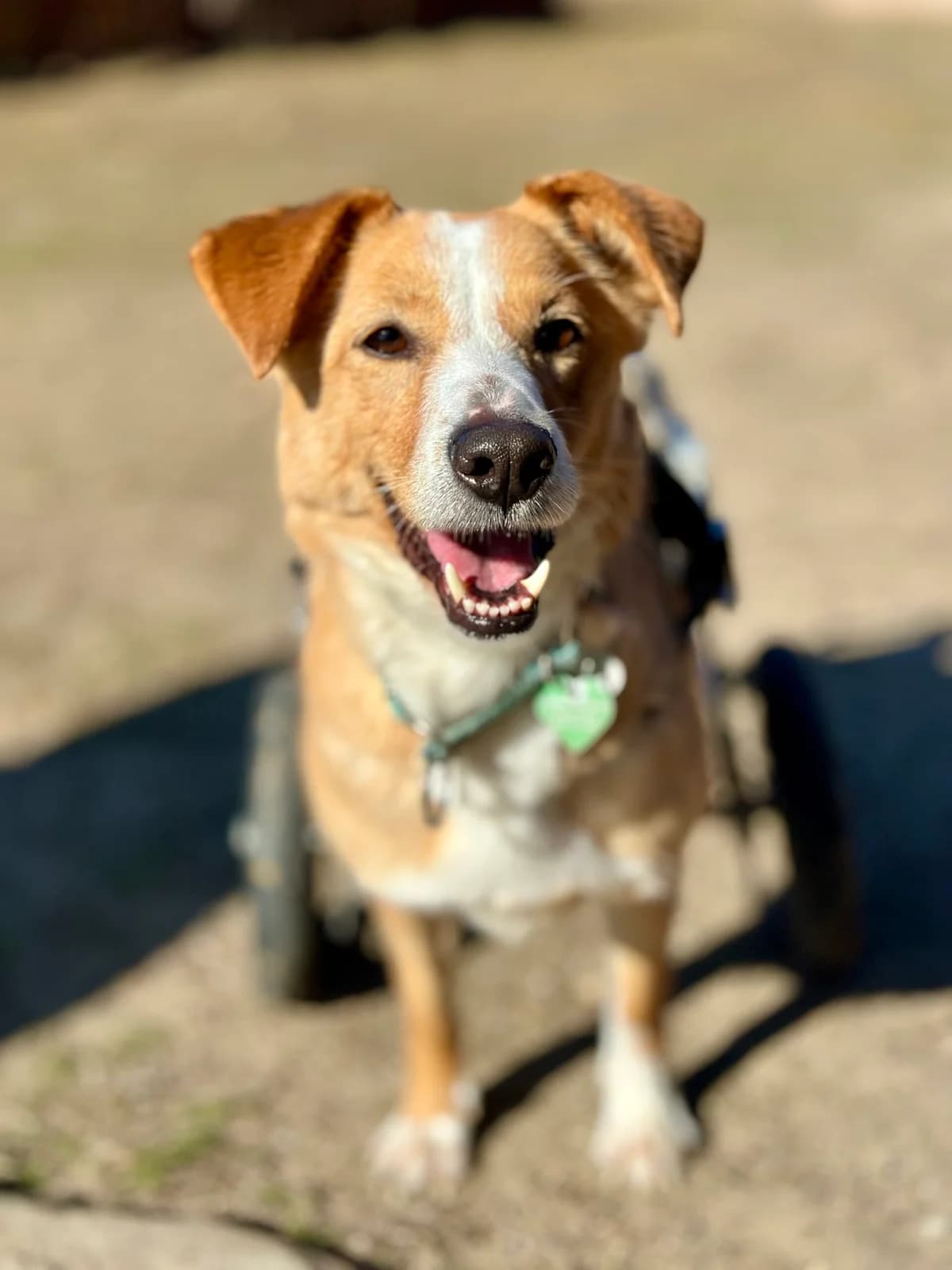 Leyla, female Mixed Breed for adoption at Fundacja Niechciane i Zapomniane SOS Zwierząt (Łódź)