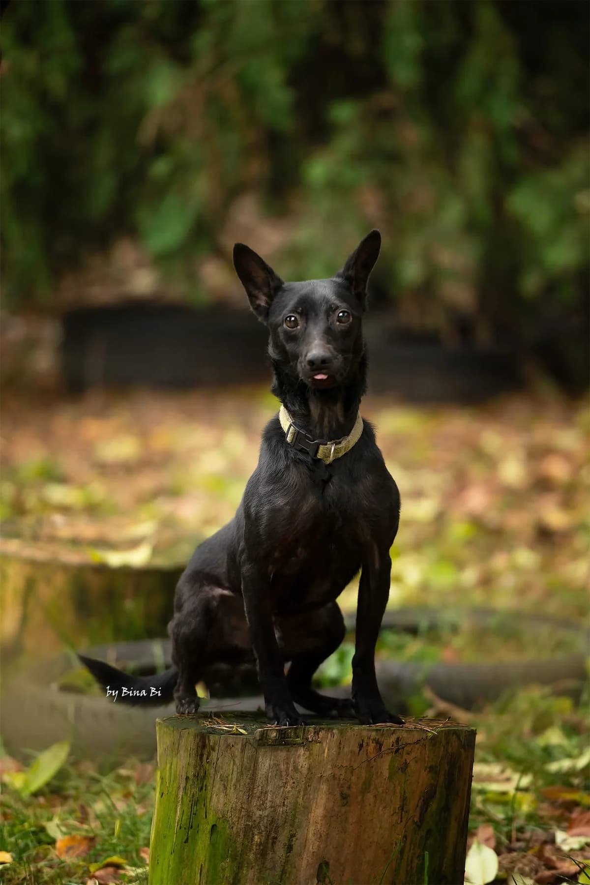 Czarek, male Mixed Breed for adoption at Fundacja Niechciane i Zapomniane SOS Zwierząt (Łódź)