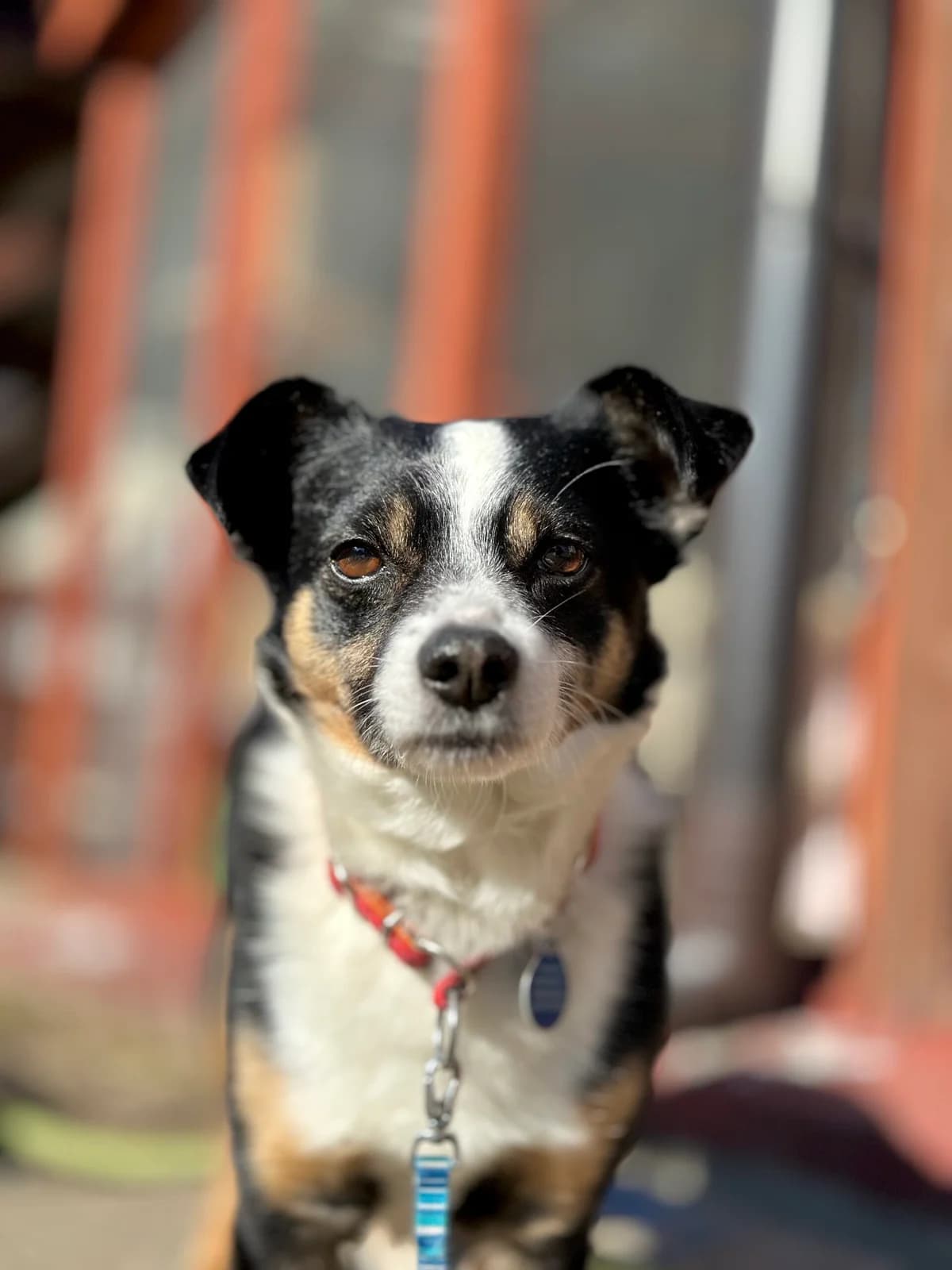 Levis, male Mixed Breed for adoption at Fundacja Niechciane i Zapomniane SOS Zwierząt (Łódź)