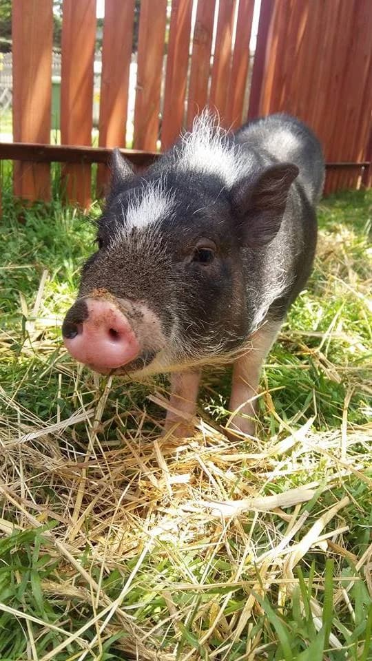 Halinka, Mixed Breed for adoption at Fundacja Niechciane i Zapomniane SOS Zwierząt (Łódź)