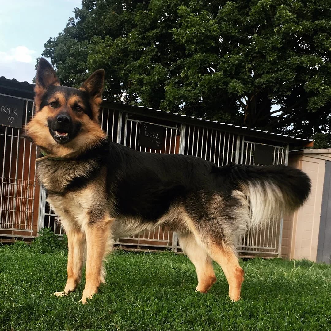 Duduś, male Mixed Breed for adoption at Fundacja Niechciane i Zapomniane SOS Zwierząt (Łódź)