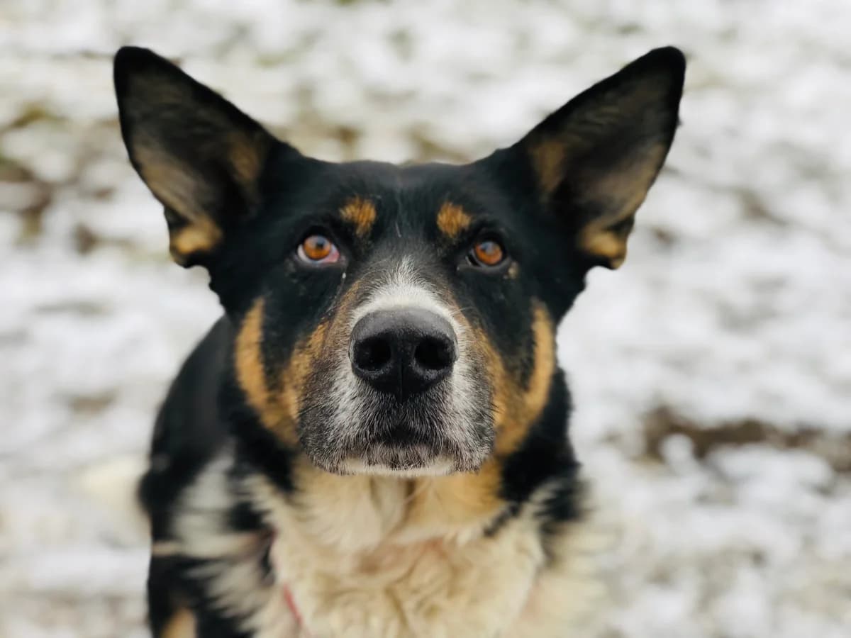 Pączek, male Mixed Breed for adoption at Fundacja Niechciane i Zapomniane SOS Zwierząt (Łódź)