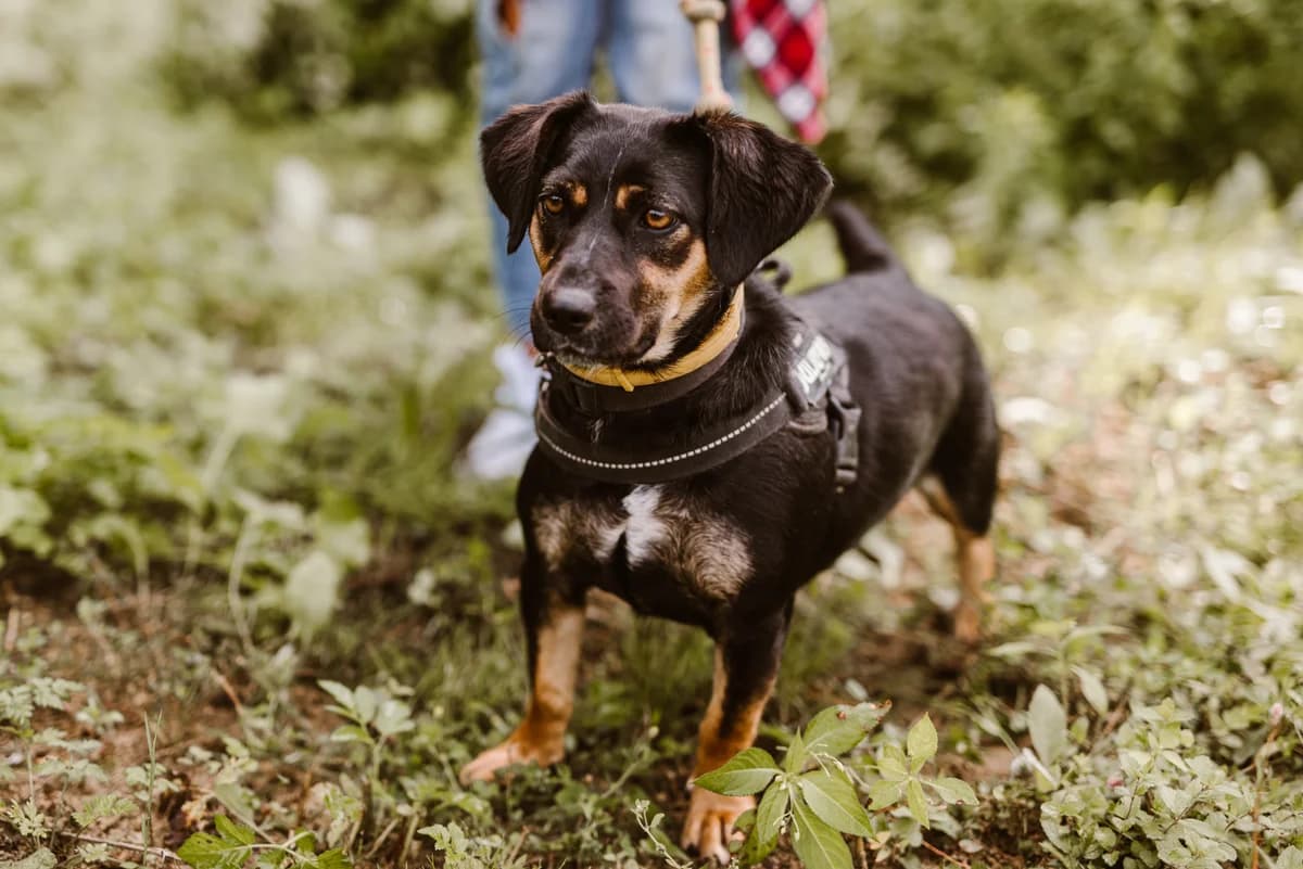 SONIA, female Mixed Breed for adoption at Fundacja Psi Azylek - Zwierzęta w Potrzebie