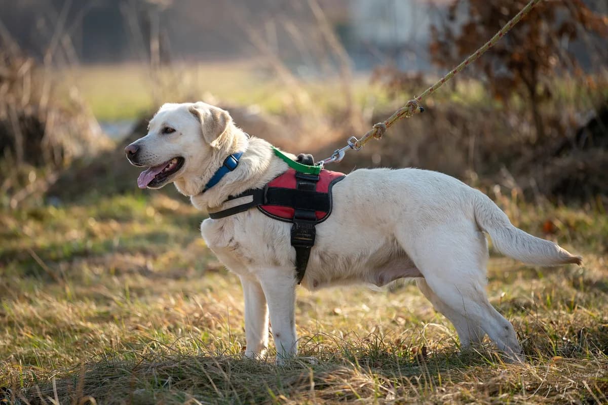 STELLA - suczka w typie labradora, female 5yo Mixed Breed for adoption at Fundacja Psi Azylek - Zwierzęta w Potrzebie