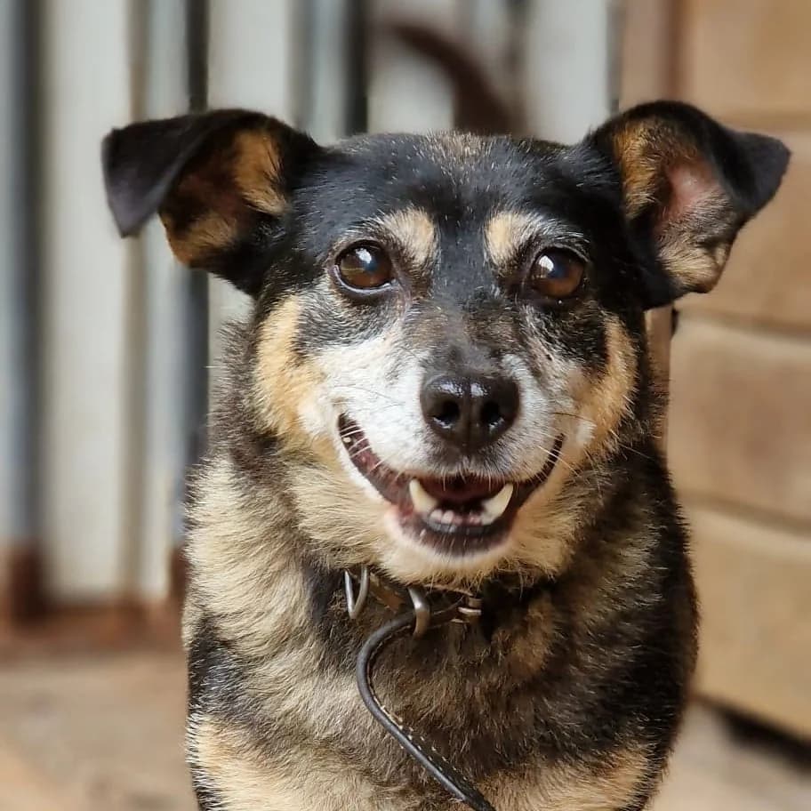 Lili, female Mixed Breed for adoption at Fundacja Psi Azylek - Zwierzęta w Potrzebie