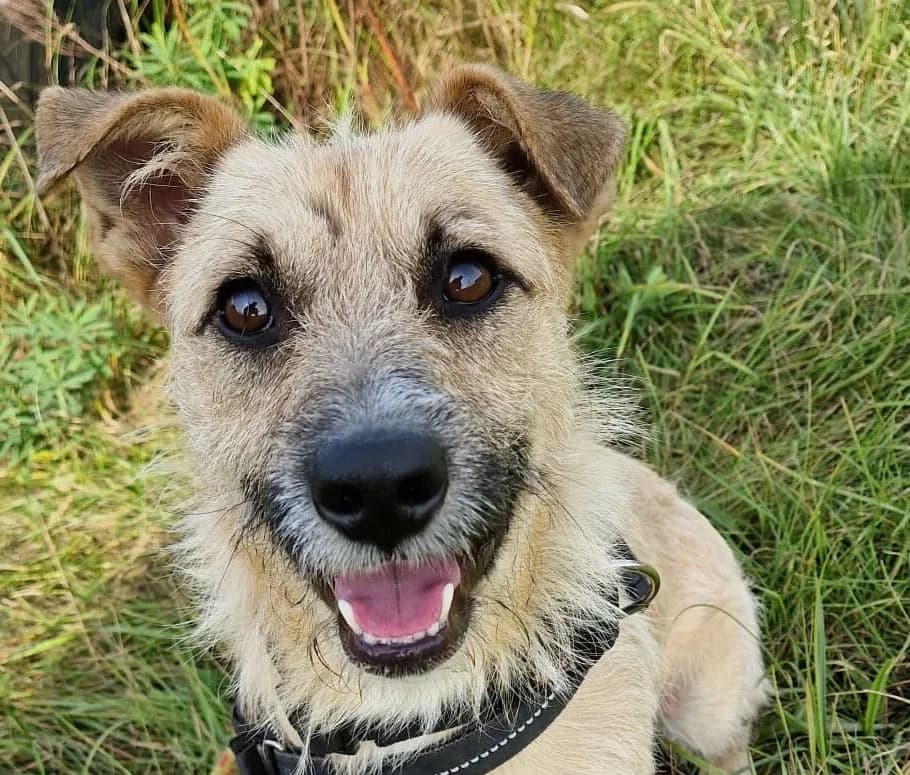 TEDI, young Mixed Breed for adoption at Fundacja Psi Azylek - Zwierzęta w Potrzebie