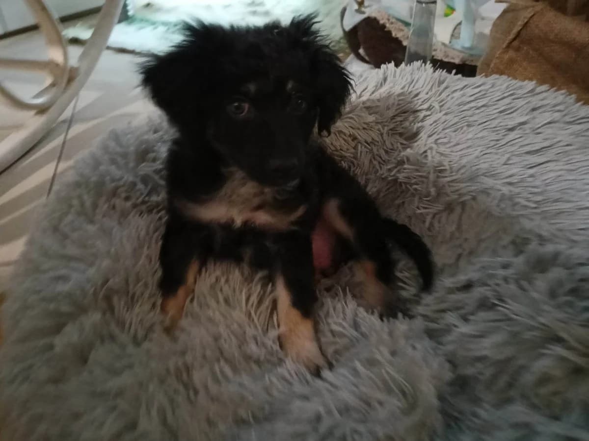 Amber i Inka, female puppy Mixed Breed for adoption at Fundacja Psi Azylek - Zwierzęta w Potrzebie