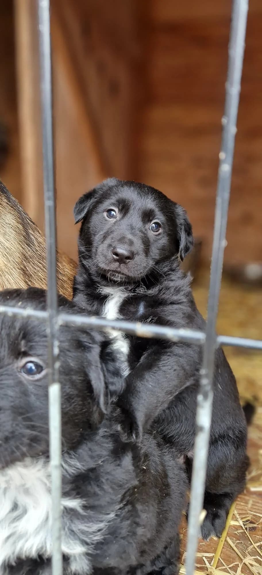 BETIK, female Mixed Breed for adoption at Fundacja Psi Azylek - Zwierzęta w Potrzebie