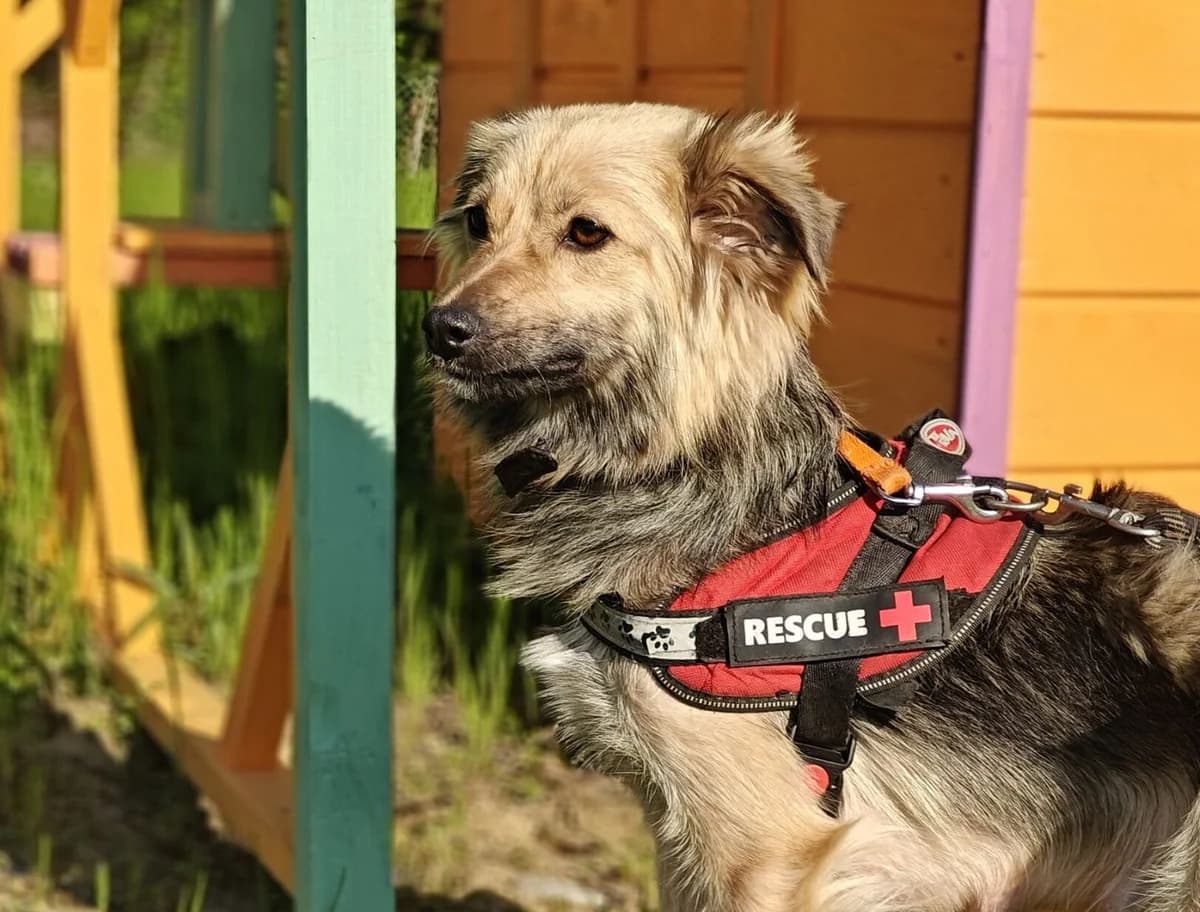 DEJZI i jej 5 szczeniaków, female puppy Mixed Breed for adoption at Fundacja Psi Azylek - Zwierzęta w Potrzebie