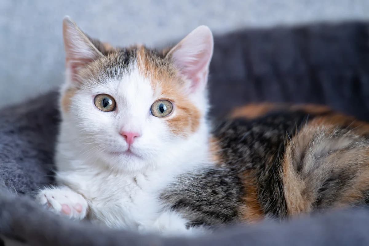 JODEŁKA, female Mixed Breed for adoption at Fundacja Psi Azylek - Zwierzęta w Potrzebie