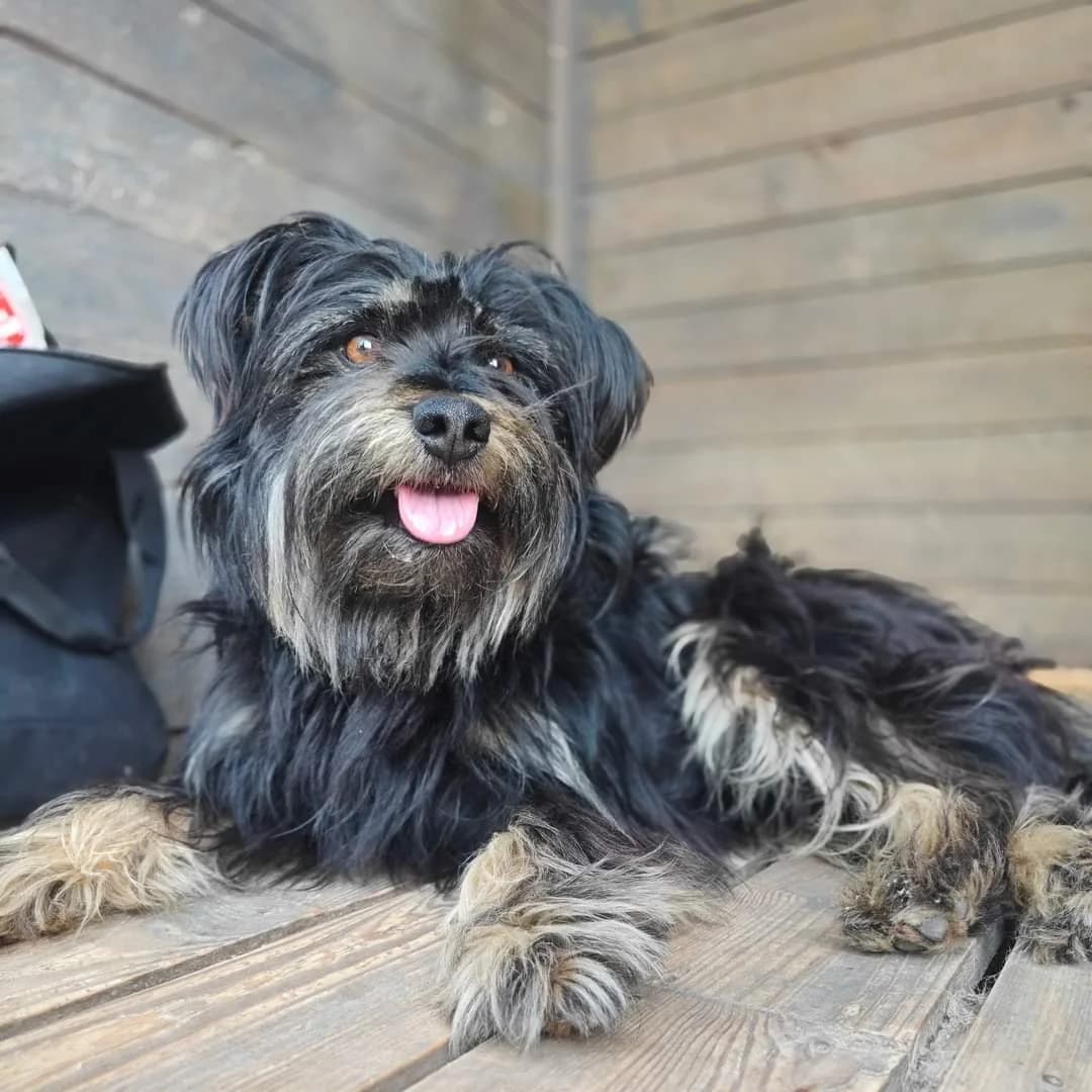 SALTO, male Mixed Breed for adoption at Fundacja Psi Azylek - Zwierzęta w Potrzebie