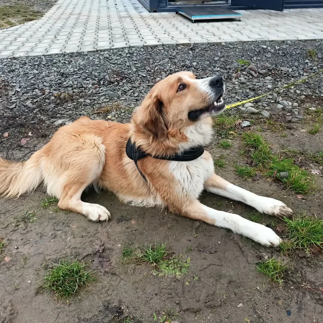 ROXI, female Mixed Breed for adoption at Fundacja Psi Azylek - Zwierzęta w Potrzebie
