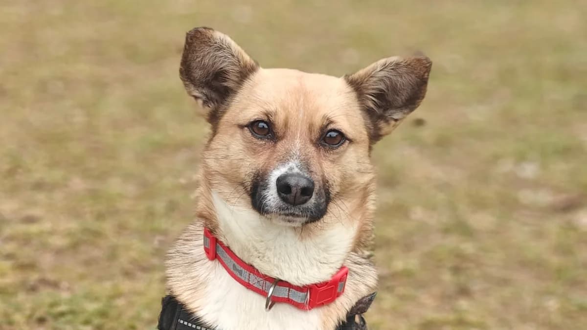 DUSIA, female Mixed Breed for adoption at Fundacja Psi Azylek - Zwierzęta w Potrzebie