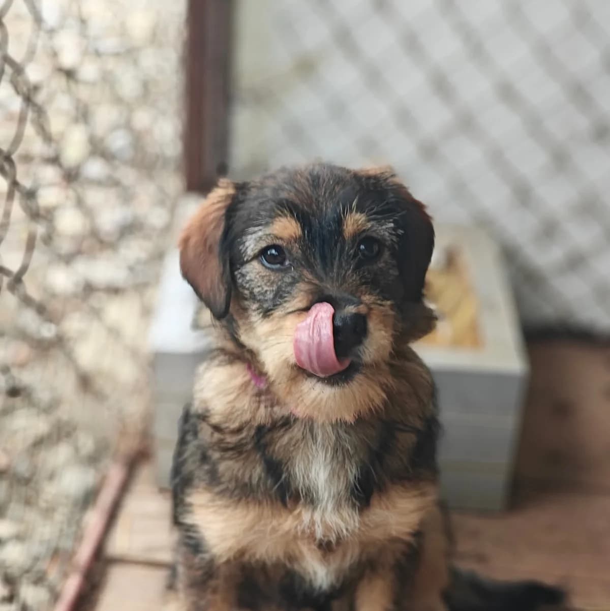 ENDI, female puppy Mixed Breed for adoption at Fundacja Psi Azylek - Zwierzęta w Potrzebie