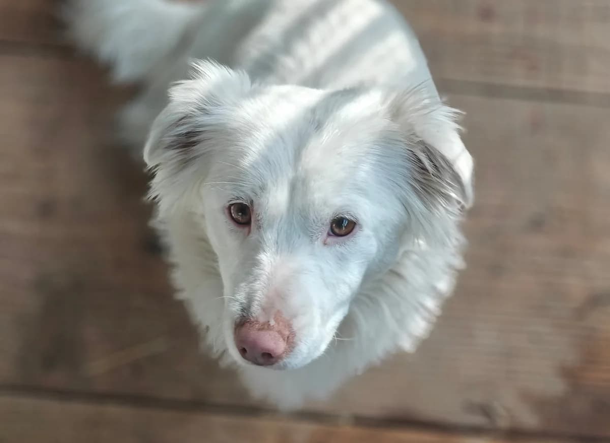 MILKA, female Mixed Breed for adoption at Fundacja Psi Azylek - Zwierzęta w Potrzebie