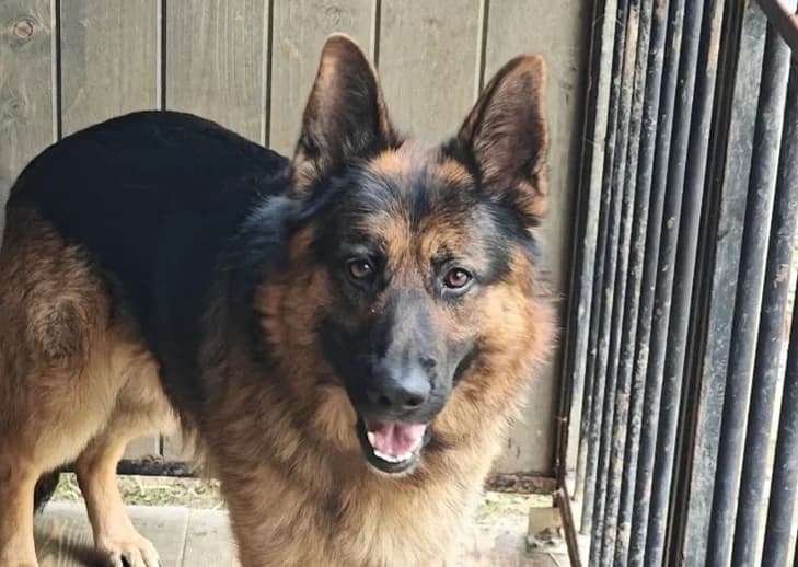 MAJOR, male Mixed Breed for adoption at Fundacja Psi Azylek - Zwierzęta w Potrzebie