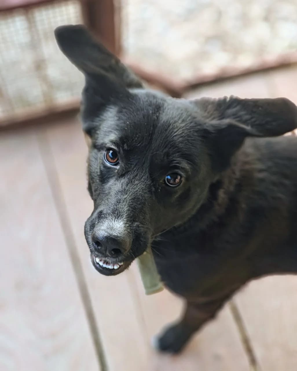CHAŁKA, female Mixed Breed for adoption at Fundacja Psi Azylek - Zwierzęta w Potrzebie