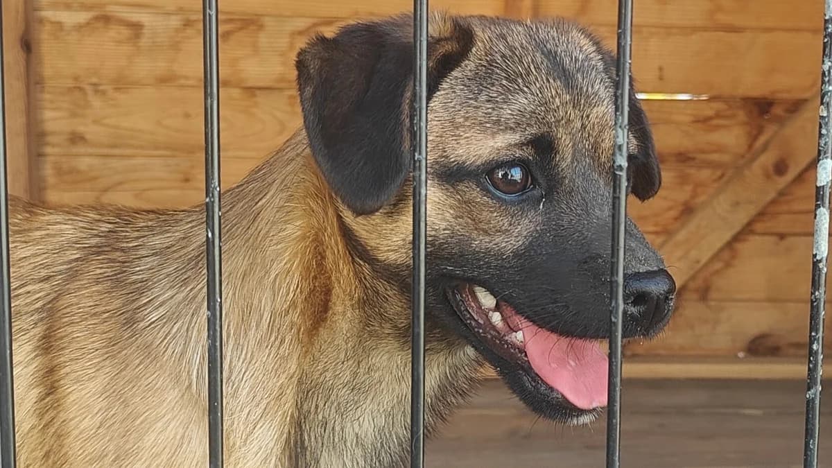 BAMBI, female Mixed Breed for adoption at Fundacja Psi Azylek - Zwierzęta w Potrzebie