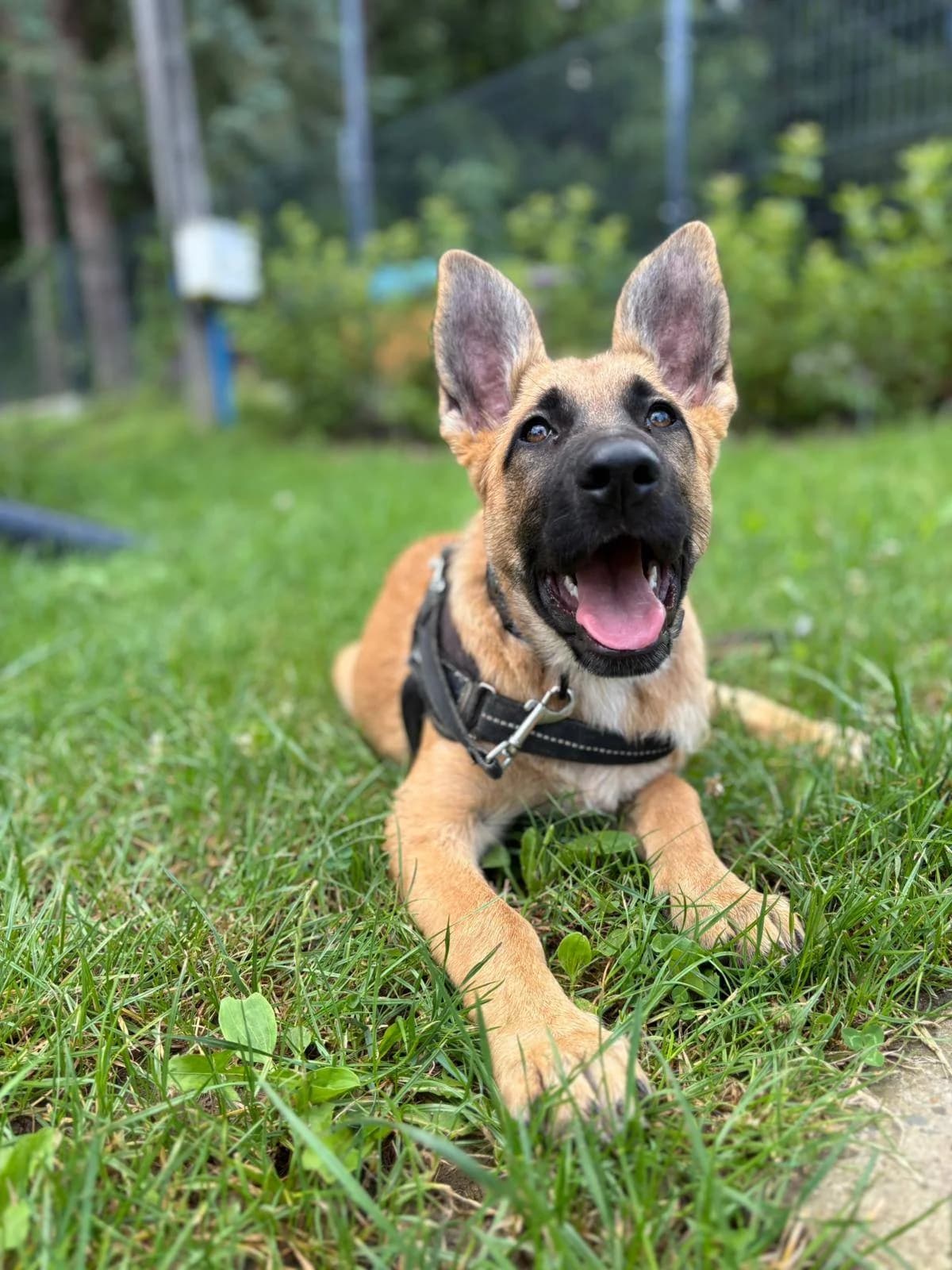 LUNA, female puppy Mixed Breed for adoption at Fundacja Psi Azylek - Zwierzęta w Potrzebie