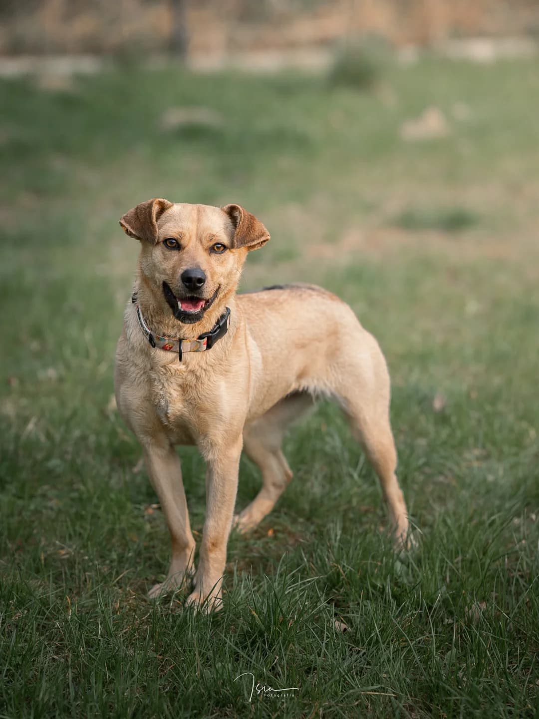 MAJKA, female Mixed Breed for adoption at Fundacja Psi Azylek - Zwierzęta w Potrzebie