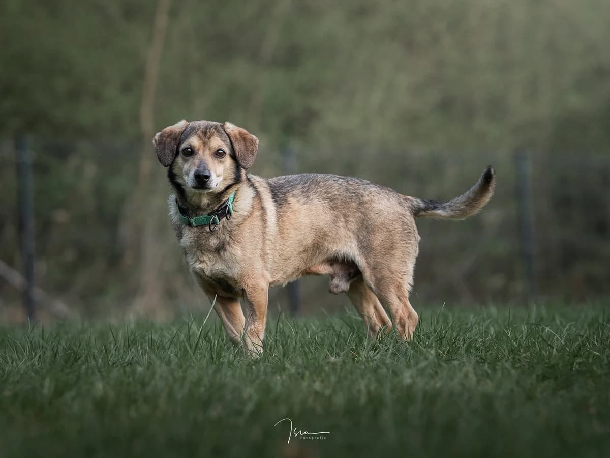 APOLLO, male Mixed Breed for adoption at Fundacja Psi Azylek - Zwierzęta w Potrzebie