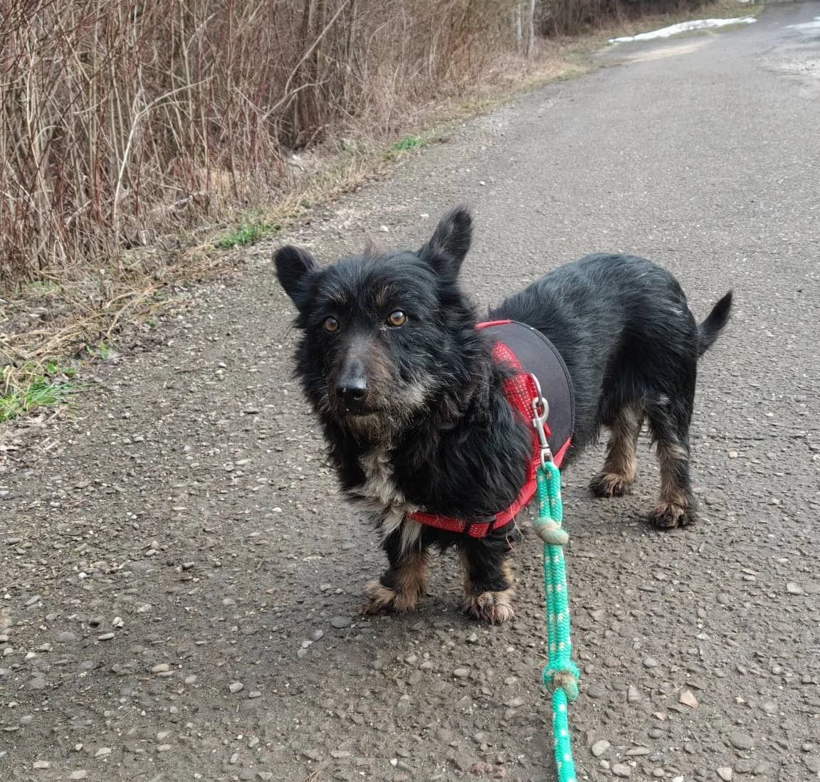 TOBIK, male Mixed Breed for adoption at Fundacja Psi Azylek - Zwierzęta w Potrzebie