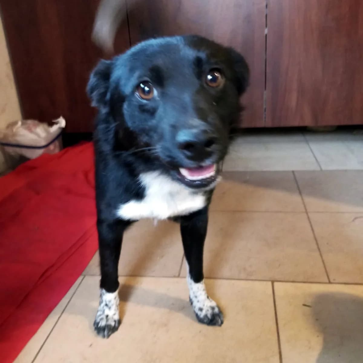 Dropsik, Mixed Breed for adoption at Fundacja Psi Grosz, Warszawa