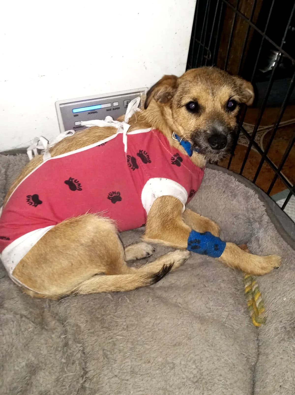 Tutka, Mixed Breed for adoption at Fundacja Psi Grosz, Warszawa