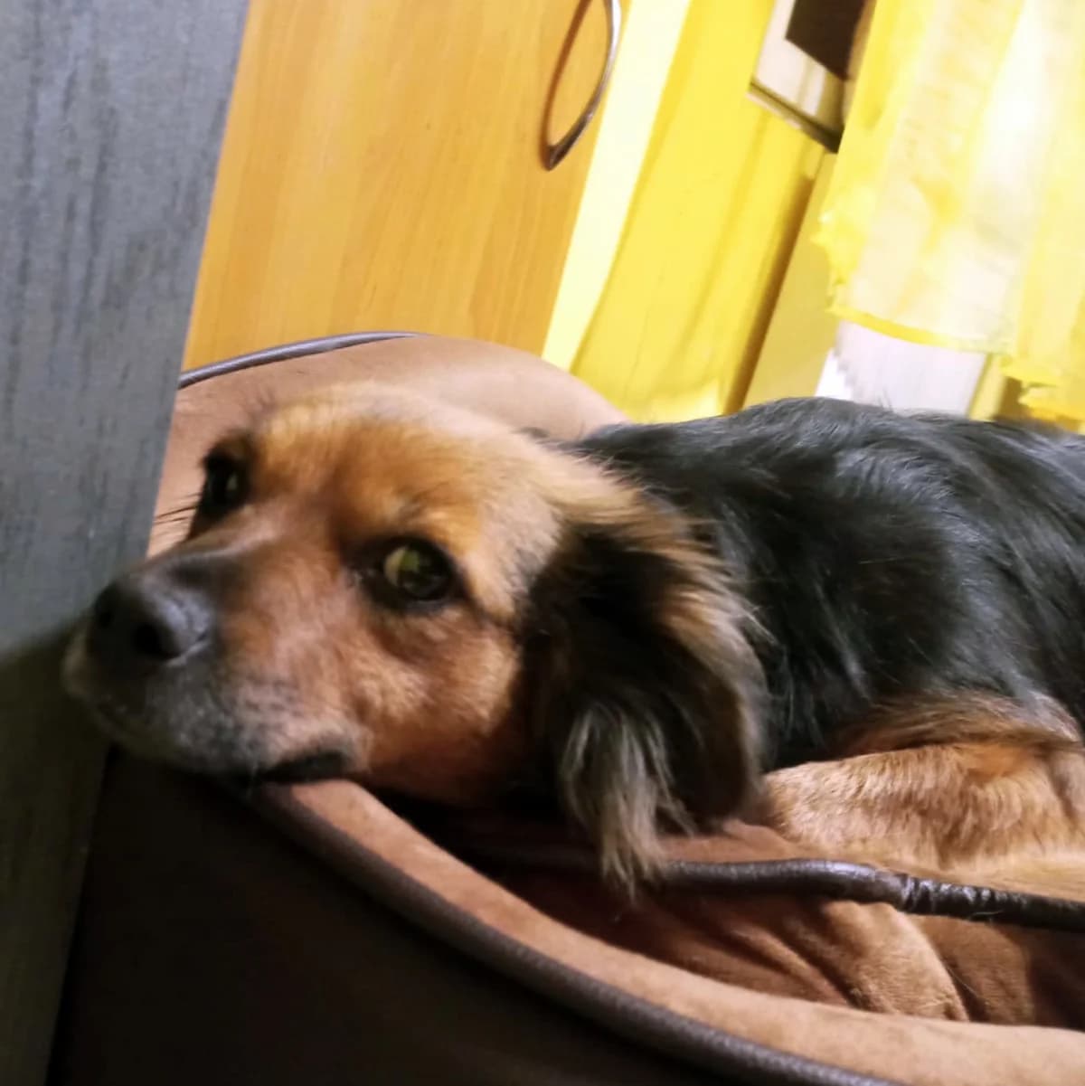 Lalka, Mixed Breed for adoption at Fundacja Psi Grosz, Warszawa