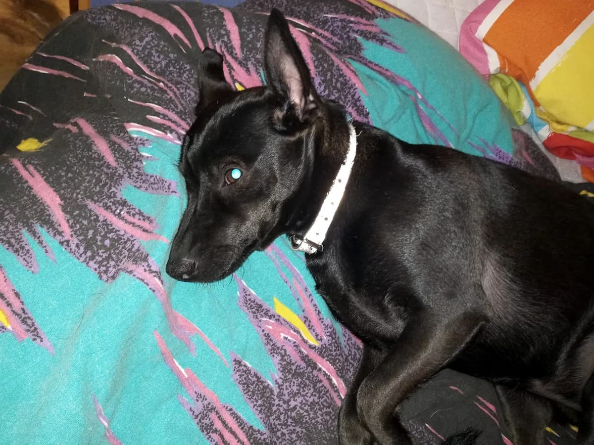 Ola- wulkan energii, Mixed Breed for adoption at Fundacja Psi Grosz, Warszawa