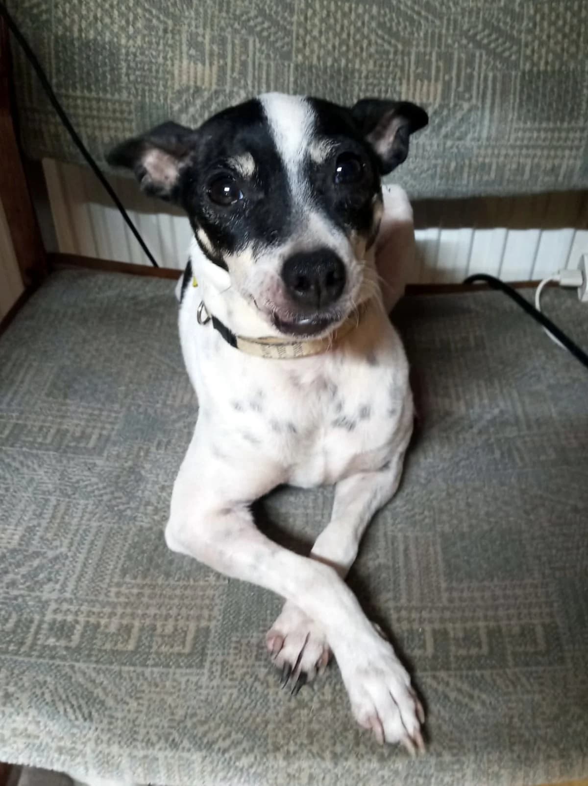 Łatka, Mixed Breed for adoption at Fundacja Psi Grosz, Warszawa