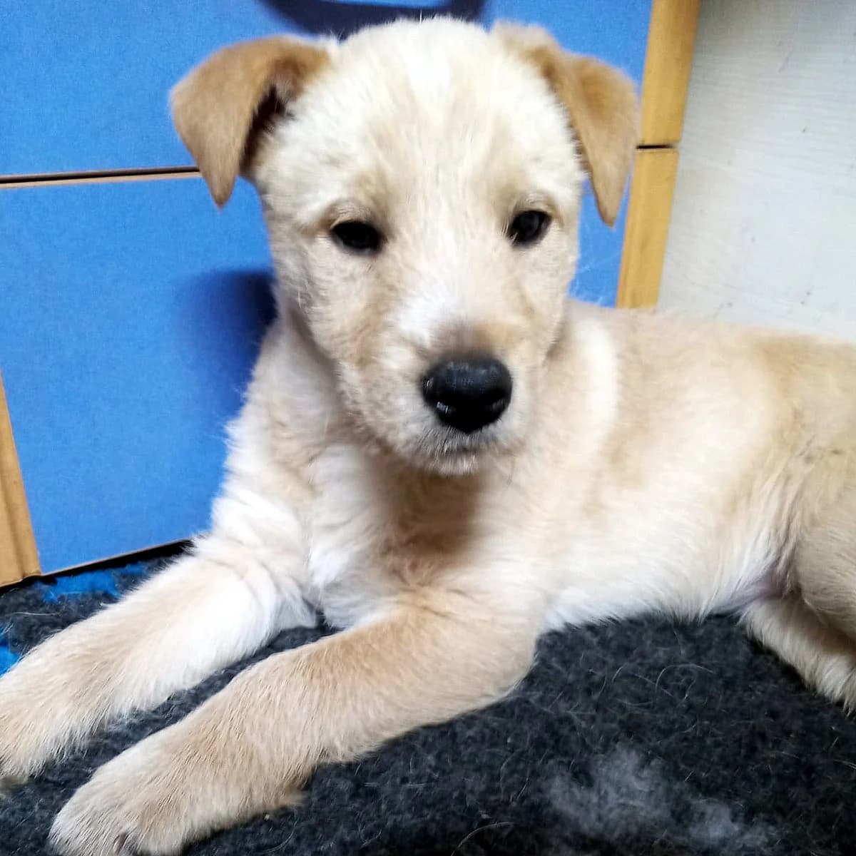Kira szczeniaczek, puppy Mixed Breed for adoption at Fundacja Psi Grosz, Warszawa