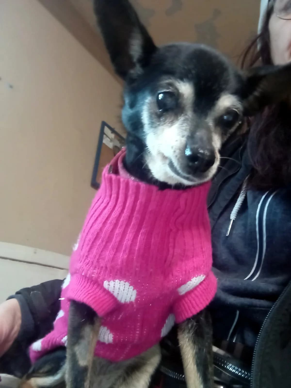 Panna Dygotka, Mixed Breed for adoption at Fundacja Psi Grosz, Warszawa