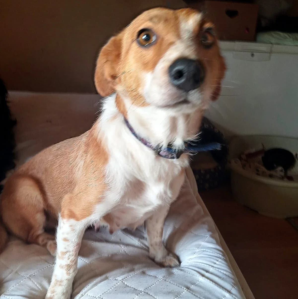 Dina, Mixed Breed for adoption at Fundacja Psi Grosz, Warszawa