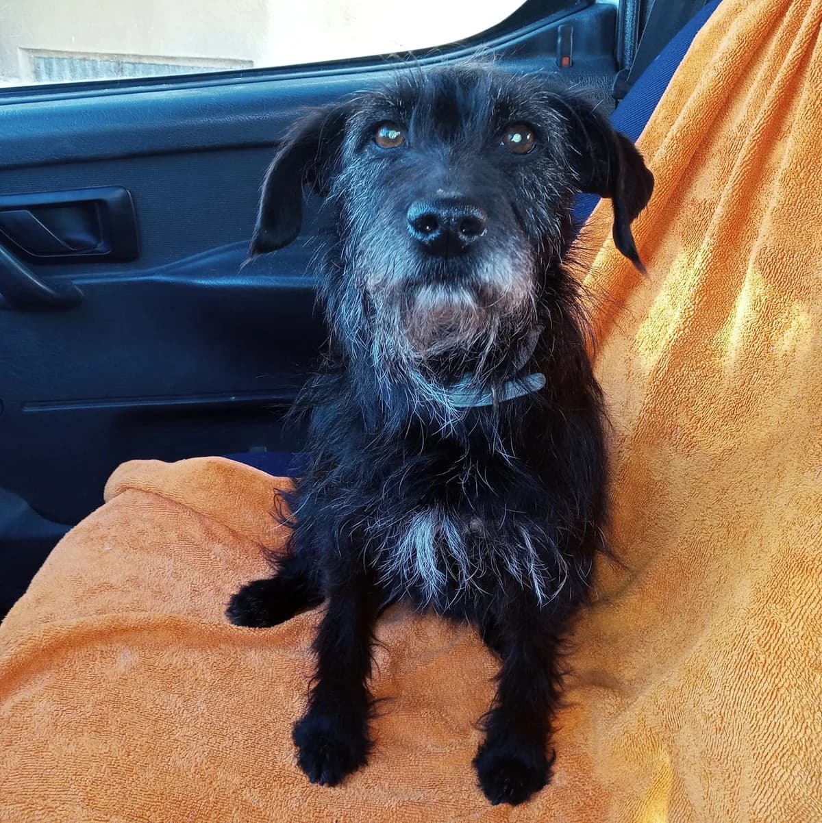 Lili, Mixed Breed for adoption at Fundacja Psi Grosz, Warszawa