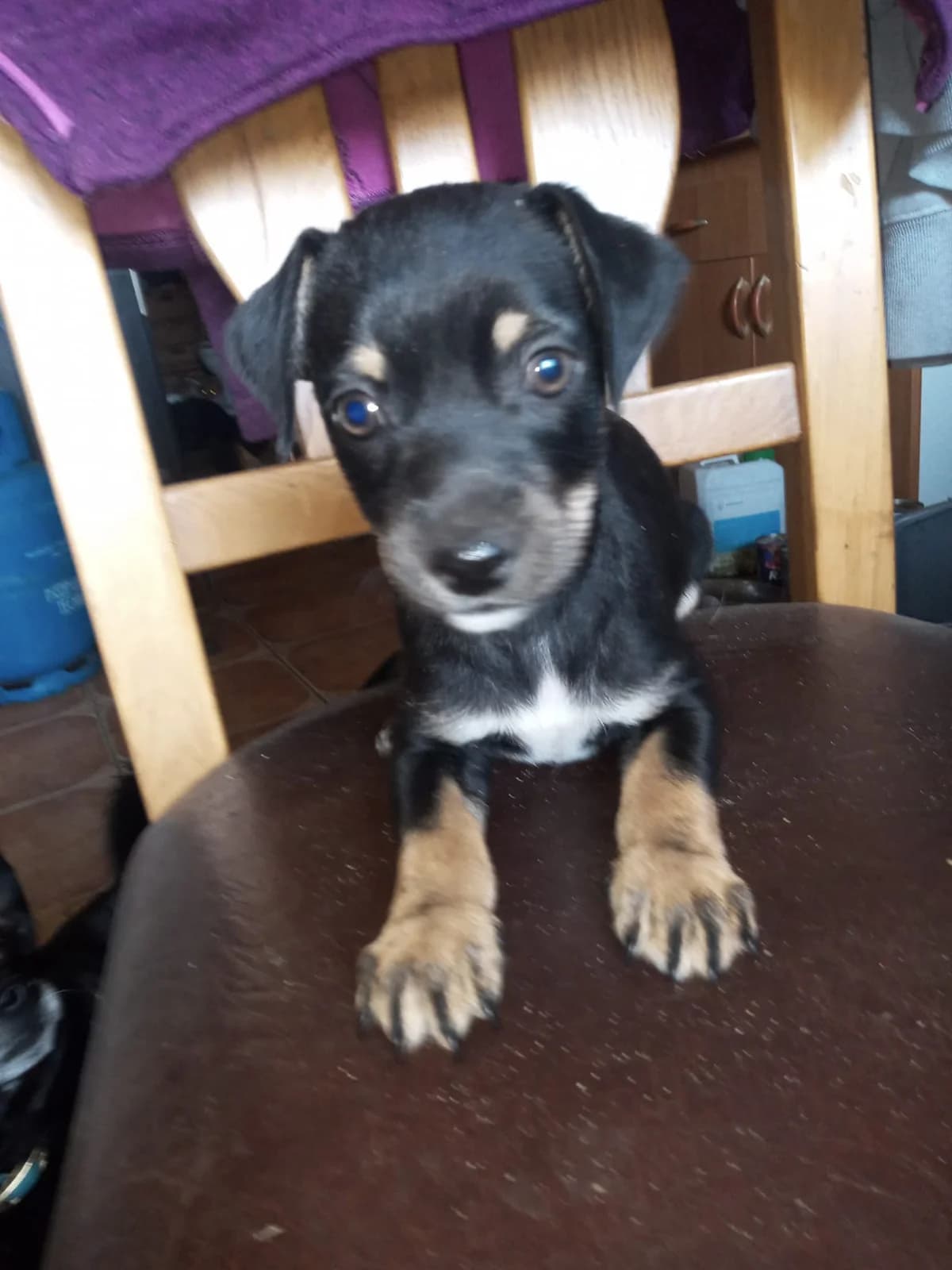 Mały Balonik, Mixed Breed for adoption at Fundacja Psi Grosz, Warszawa