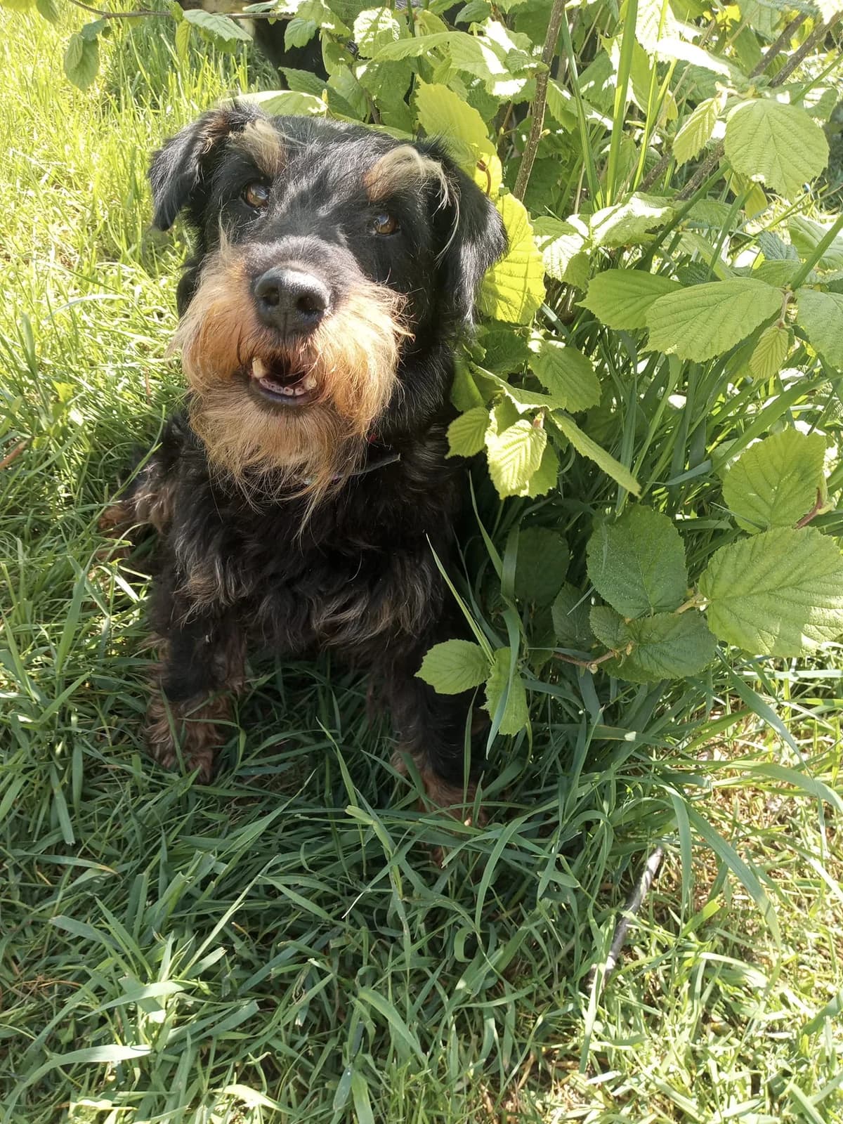 Roza, Mixed Breed for adoption at Fundacja Psi Grosz, Warszawa
