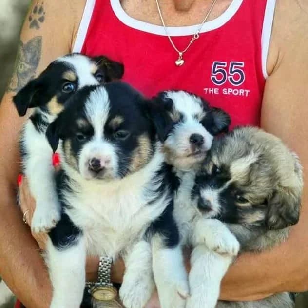 3 Szczeniaki, Mixed Breed for adoption at Fundacja Psi Grosz, Warszawa