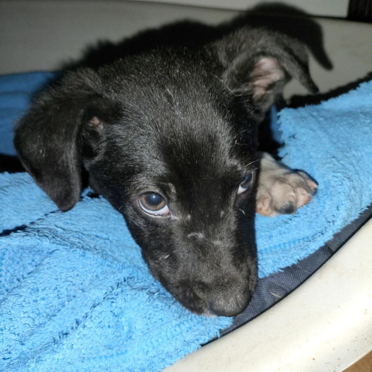 Cheetos, Mixed Breed for adoption at Fundacja Psi Grosz, Warszawa