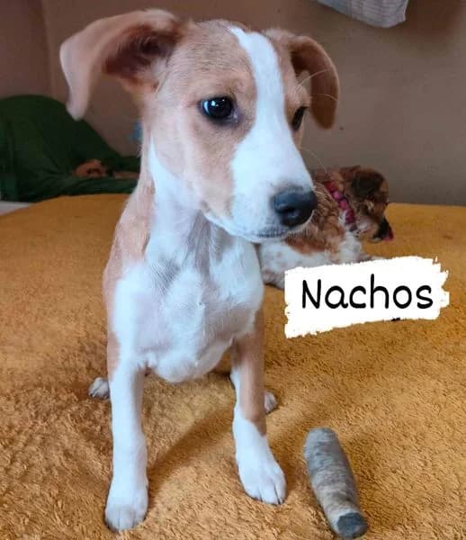 Malutki Nachos, Mixed Breed for adoption at Fundacja Psi Grosz, Warszawa