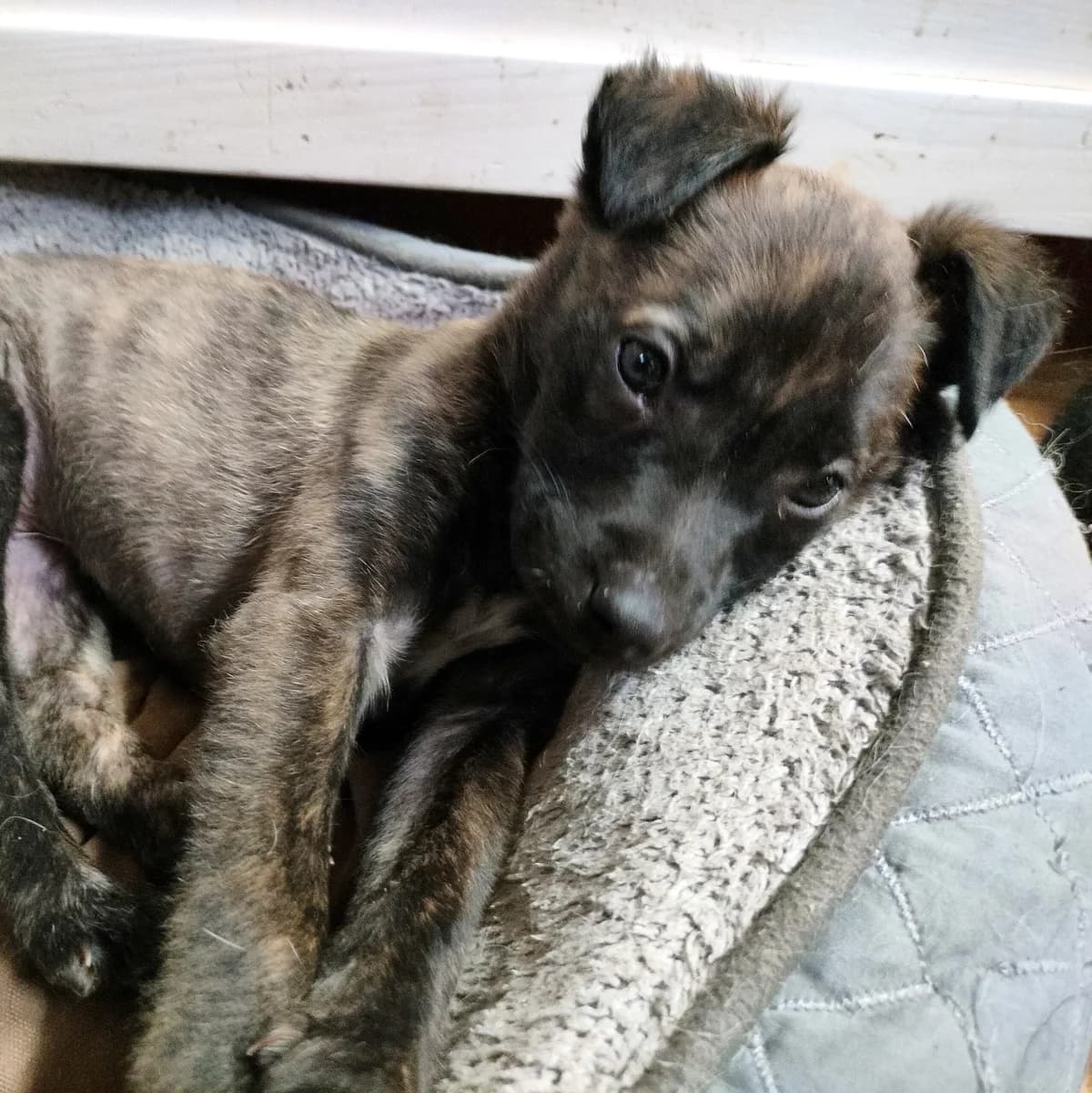 Lotka, puppy Mixed Breed for adoption at Fundacja Psi Grosz, Warszawa