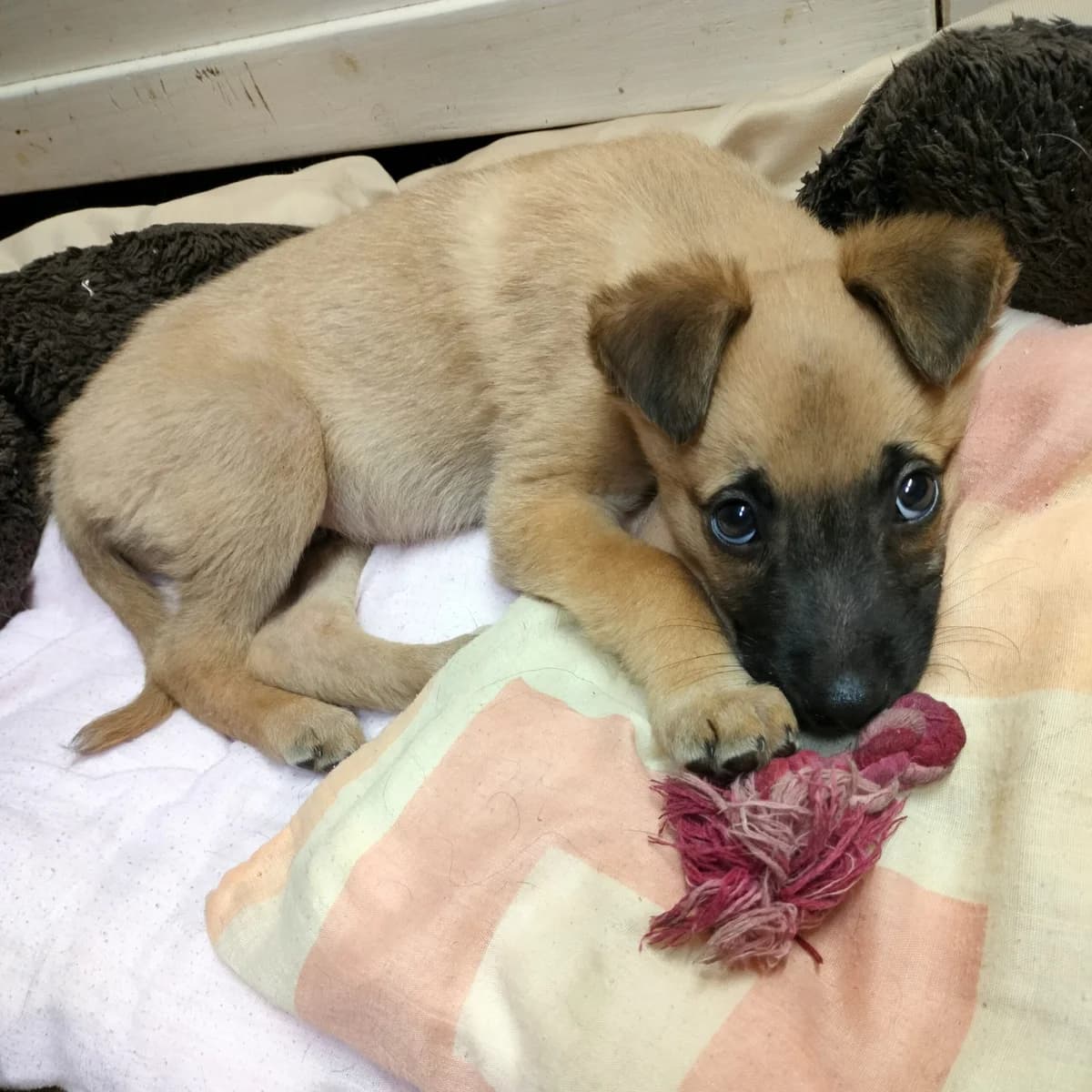 Sajko, Mixed Breed for adoption at Fundacja Psi Grosz, Warszawa