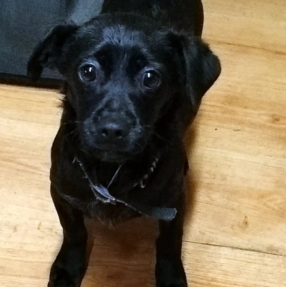 Molly, puppy Mixed Breed for adoption at Fundacja Psi Grosz, Warszawa