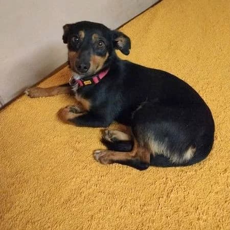 Lulka, Mixed Breed for adoption at Fundacja Psi Grosz, Warszawa