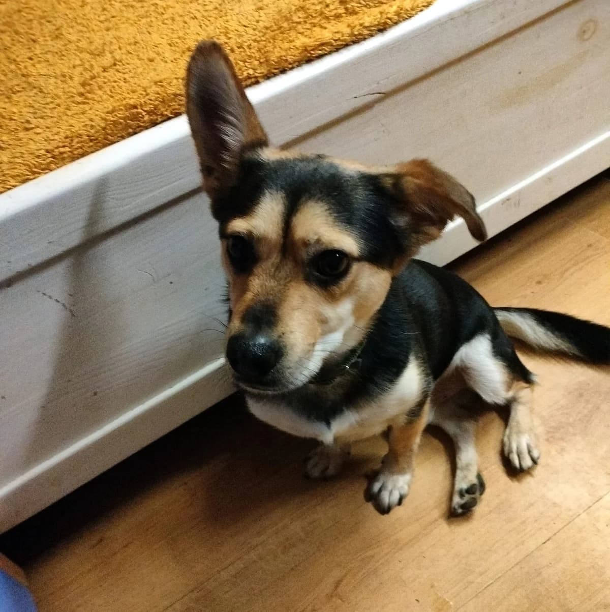 Dżoker, Mixed Breed for adoption at Fundacja Psi Grosz, Warszawa
