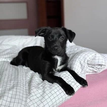 Chrupek do adopcji, puppy Mixed Breed for adoption at Fundacja Psi Grosz, Warszawa