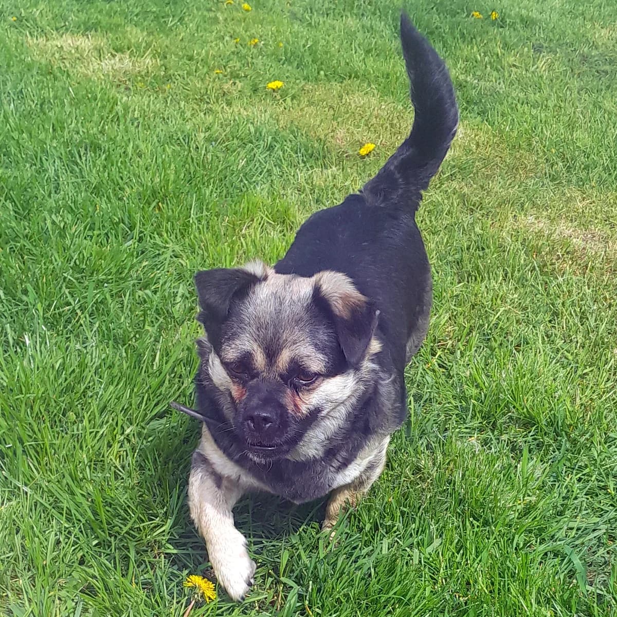 Peggy, Mixed Breed for adoption at Fundacja Psi Grosz, Warszawa