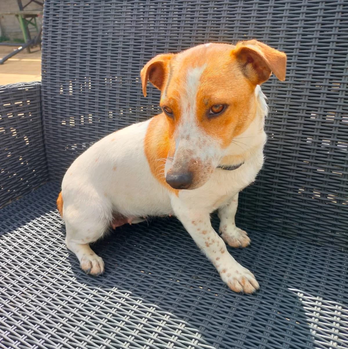 Fanta, Mixed Breed for adoption at Fundacja Psi Grosz, Warszawa