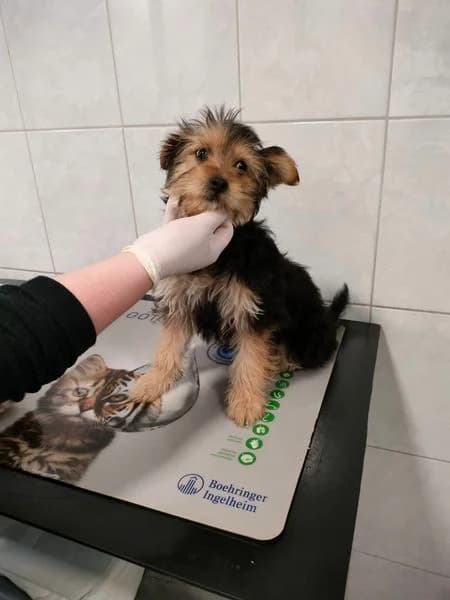 Viki, Mixed Breed for adoption at Fundacja Psi Grosz, Warszawa