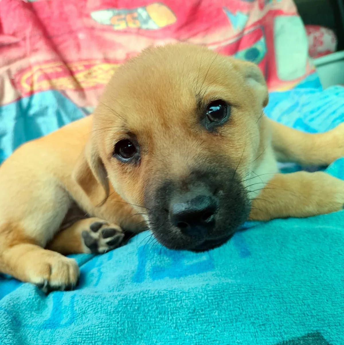 Kama, puppy Mixed Breed for adoption at Fundacja Psi Grosz, Warszawa